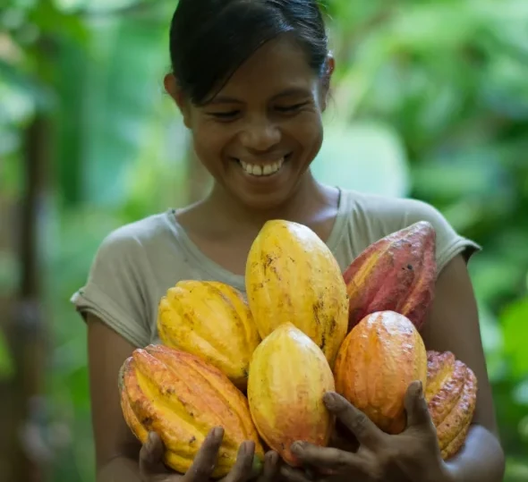 A cocoa grower holding ripe cocoa pods